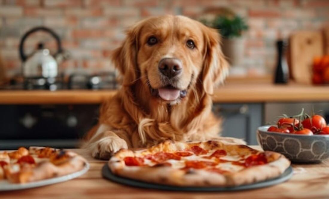 Si tu perro ha consumido pizza, es importante estar atento a cualquier signo de malestar. Fuente: Freepik.