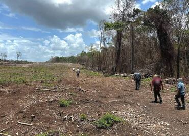 Profepa clausura 2 mil 600 hectáreas de selva en Yucatán, Campeche y Quintana Roo; aseguran maquinaria y especies protegidas