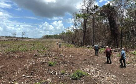 Profepa clausura 2 mil 600 hectáreas de selva en Yucatán, Campeche y Quintana Roo; aseguran maquinaria y especies protegidas