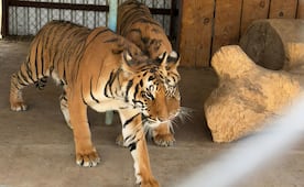 Profepa y FGR aseguran dos tigres de bengala durante cateo en Chihuahua; especie es amenazada por caza y comercio ilegal