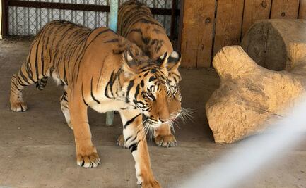 Profepa y FGR aseguran dos tigres de bengala durante cateo en Chihuahua; especie es amenazada por caza y comercio ilegal