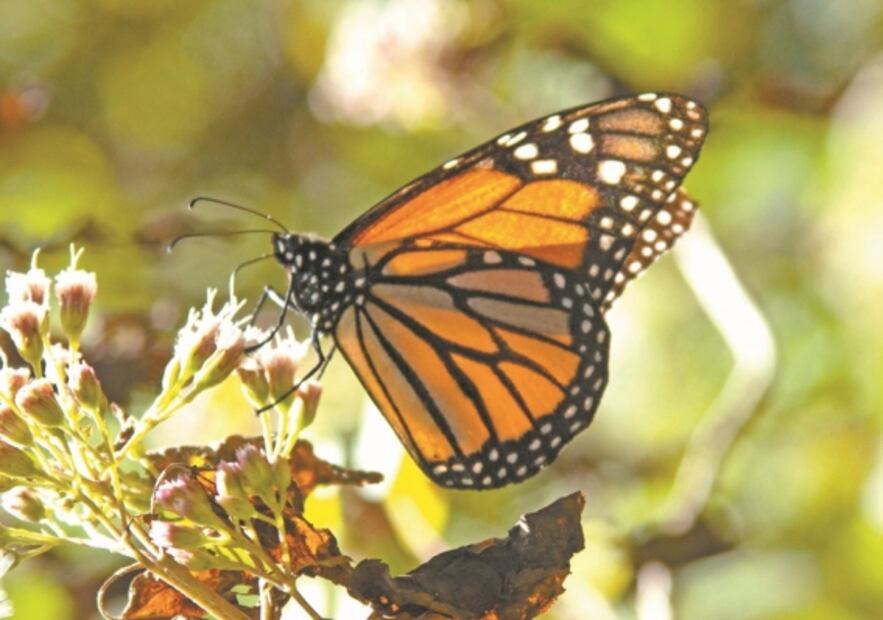 A la monarca nada le detiene el vuelo