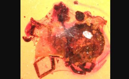 Hallan en ámbar una garrapata de 100 millones de años