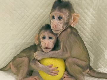 Clonan en China dos primates idénticos