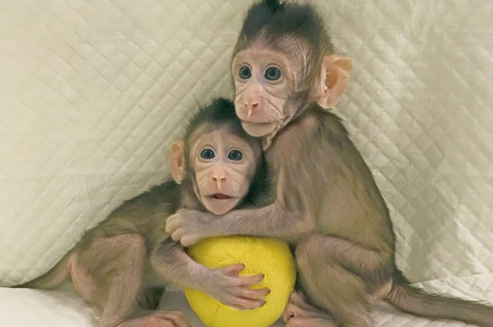 Los macacos de cola larga, Zhong Zhong (ocho semanas) y Hua Hua (seis semanas), fueron producidos en la instalación de investigación de primates no humanos de la Academia de Ciencias de China a finales de 2017 (SUN QIANG AND POO MUMING/ CHINESE ACADEMY O)