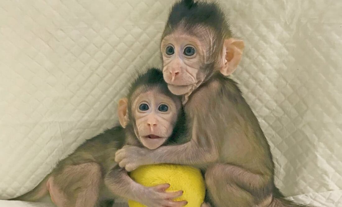 Los macacos de cola larga, Zhong Zhong (ocho semanas) y Hua Hua (seis semanas), fueron producidos en la instalación de investigación de primates no humanos de la Academia de Ciencias de China a finales de 2017 (SUN QIANG AND POO MUMING/ CHINESE ACADEMY O)