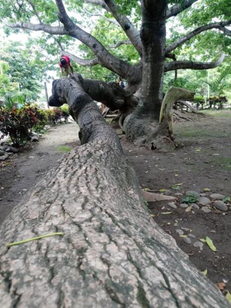 El árbol donde nació un mito de los barcos de Hernán Cortés