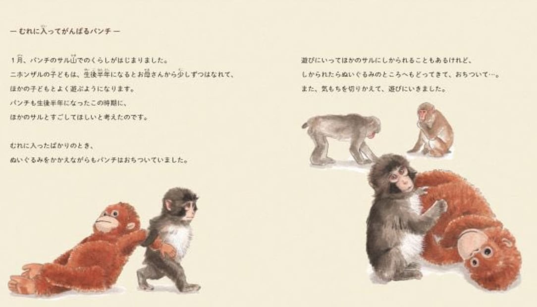 A lo largo de 48 páginas, incluirá fotografías seleccionadas entre más de 10 mil tomadas por sus cuidadores. Foto: Zoológico de Ichikawa
