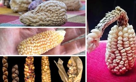 Senado avala ley de protección al maíz nativo; pasa al Ejecutivo