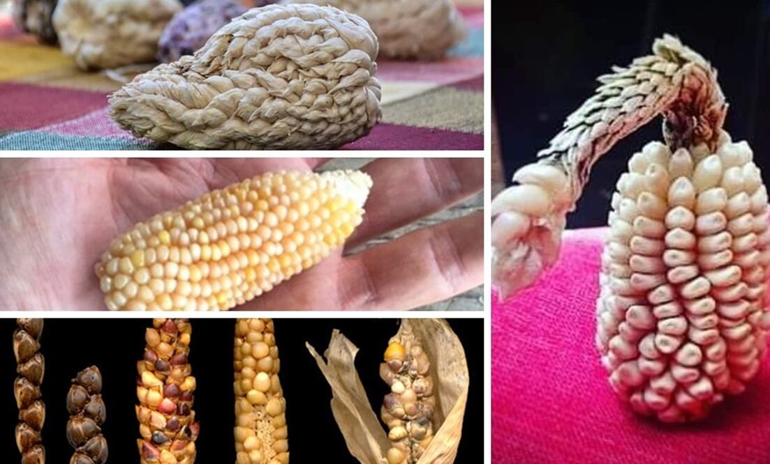 Foto: Archivo/EL UNIVERSAL