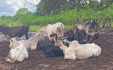 En Chiapas, suman 11 casos de miasis en humanos  