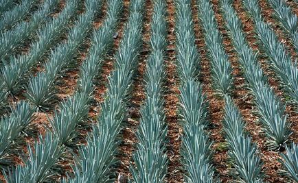 Mezcaleros y tequileros se unen contra "usurpación" de origen en EU