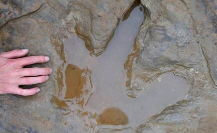 Descubren raras huellas de dinosaurio