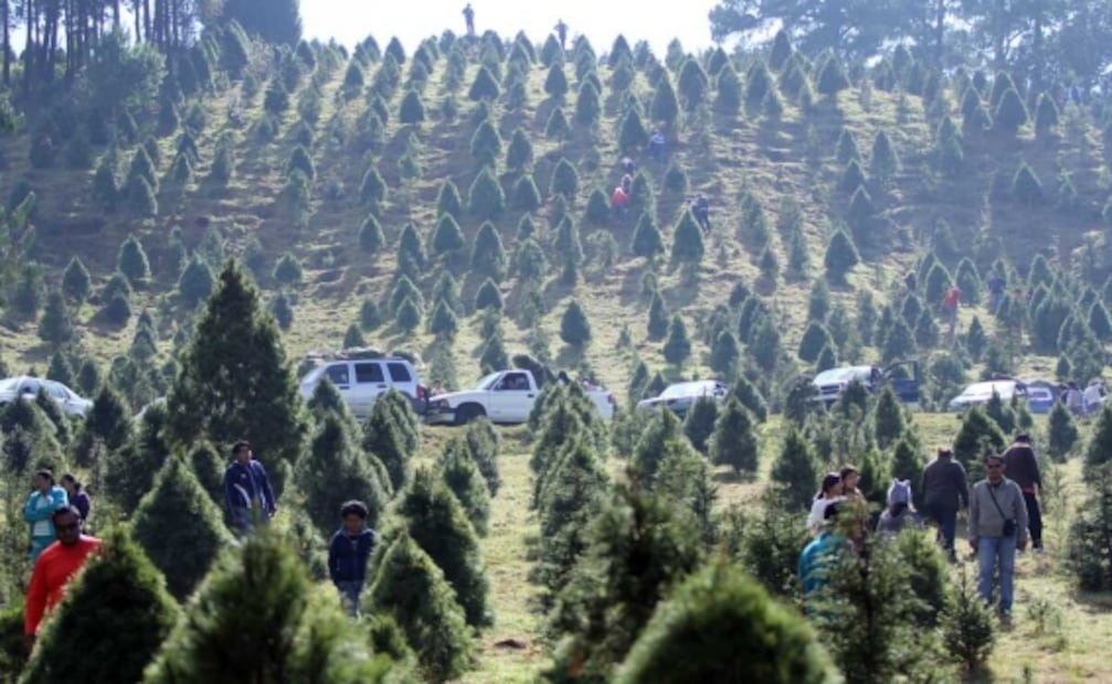 Árbol de Navidad: ¿sabes cuántas especies de pinos hay en México?