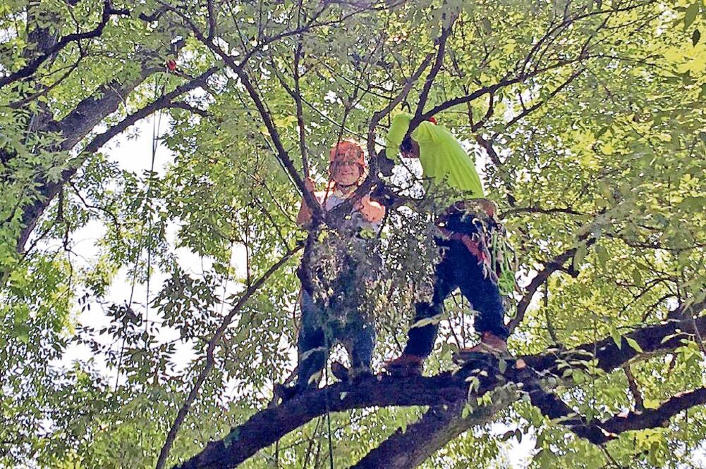 La jefa delegacional en Miguel Hidalgo, Xóchitl Gálvez, se subió a un árbol del Parque Lincoln para dar inicio al retiro de muérdago (FOTO TOMADA DE TWITTER)