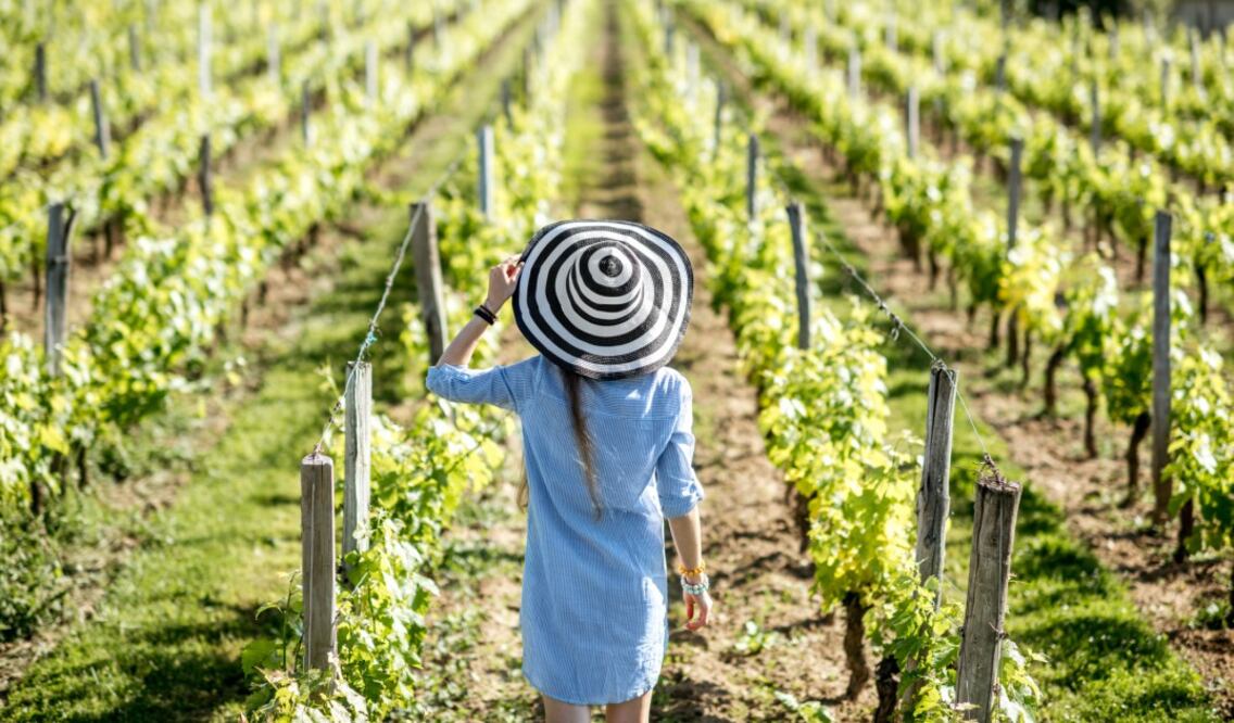Desde Baja California hasta Querétaro, pasando por Guanajuato, las vinícolas festejan el comienzo de la cosecha de la uva. (Foto: Istock)