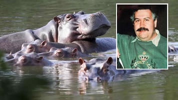 Colombia evalúa enviar hipopótamos de Pablo Escobar a India a petición de magnate; prevé sacrificar parte de los 200 ejemplares