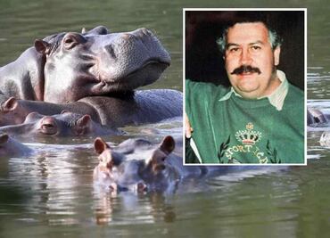 México podría recibir a 10 de los 72 hipopótamos que pertenecían a Pablo Escobar