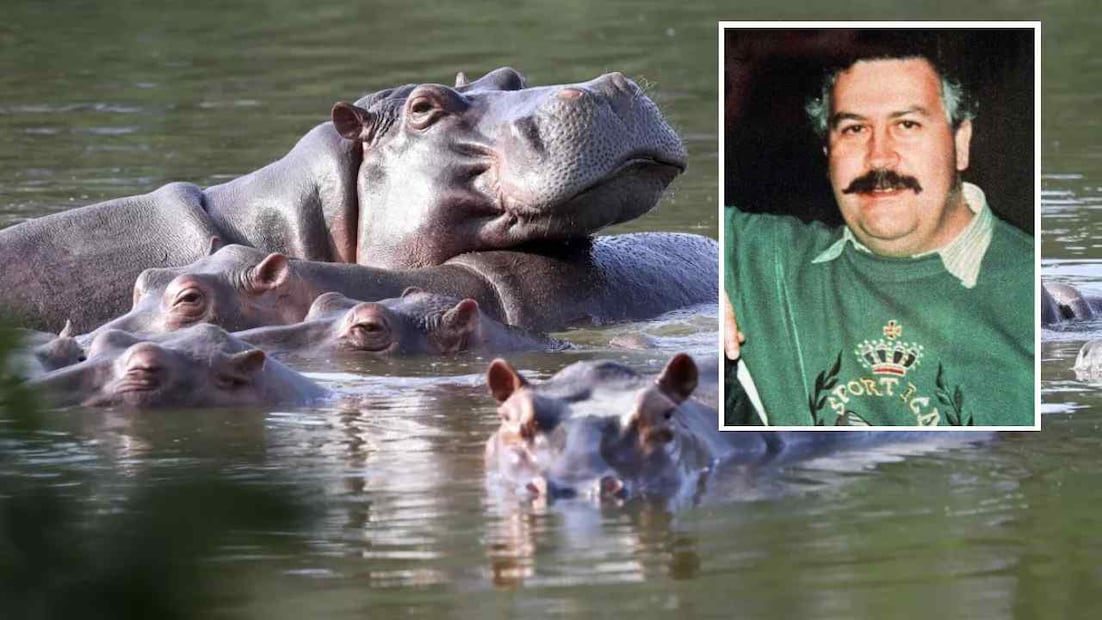 Los casi 200 hipopótamos que descienden de los primeros cuatro ejemplares llevados de África al país sudamericanos hace más de 30 años por el narcotraficante Pablo Escobar, fueron declarados por el gobierno colombiano como especie exótica invasora. Foto: AP