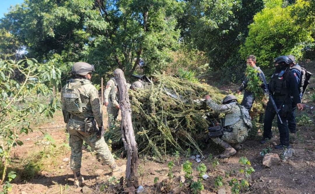 Elementos de seguridad destruyen más de 6 mil plantas de marihuana en el municipio de Moris, Chihuahua (24/06/2025). Foto: Especial