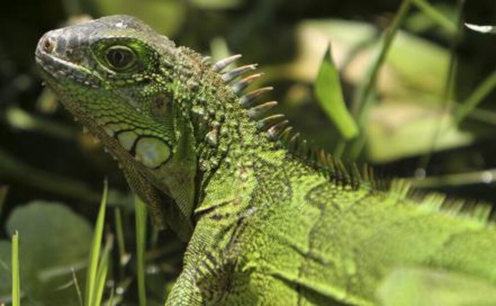 Los platillos más exóticos de México