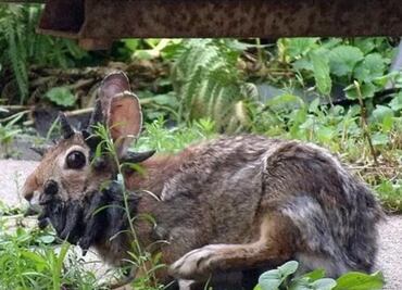 Alarma en EU: detectan conejos con "tentáculos" en la cabeza