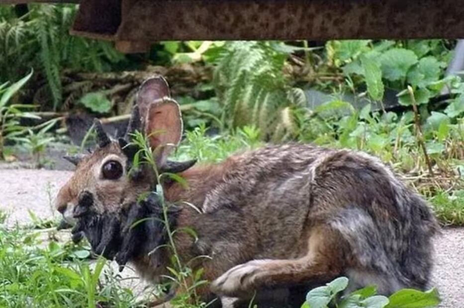 Conejos con tentáculos han sido detectados en Fort Collins, Colorado. FOTO: ESPECIAL