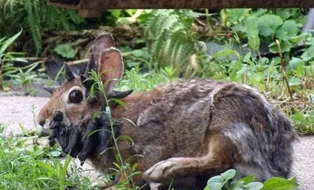 Conejos con tentáculos han sido detectados en Fort Collins, Colorado. FOTO: ESPECIAL