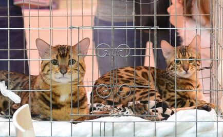 Condenan a hombre en Colombia por robar gatos y comérselos