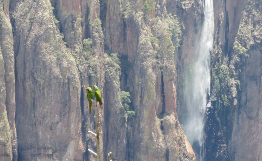 Conanp registra avistamiento de guacamaya verde en el Parque Nacional Cascada de Bassaseachic. Foto: Conanp