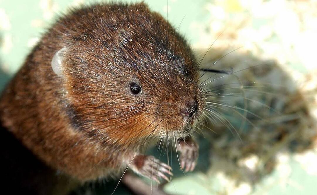 (Foto: Archivo / AFP)