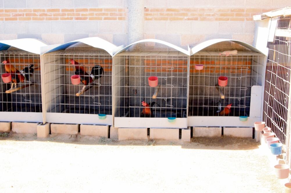 Los gallos son cuidados desde que nacen, a los dos años están listos para pelear y se les lleva a entrenar seis semanas, bien alimentados, comenta empresario. (FOTOS: MARTHA A. BLANCO. EL UNIVERSAL)