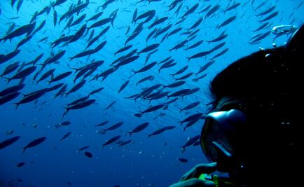 The loud spawning spectacle of Mexican fish 