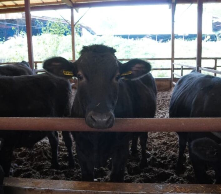 ¿Cuánto cuesta la carne Wagyu de Yanagiya carnicería?