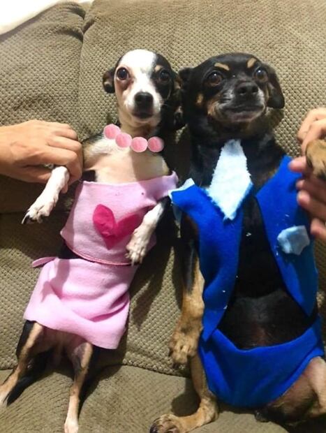 Momias, brujas y lomitos-araña: mascotas compiten en NL por el mejor disfraz