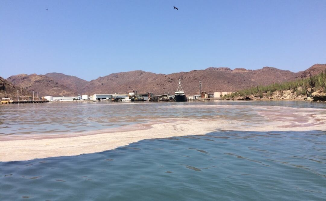Uncontrolled activity led to a decrease in the sardine population, a key species to the environmental equilibrium, mostly due to the farming industry’s growing demand for fish meal in the cattle fattening process - Photo: Alejandro Rocha/EL UNIVERSAL