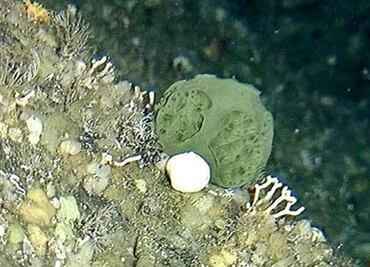 Una esponja marina podría curar el cáncer de páncreas