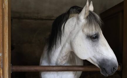 Tras mutilación de caballos en Francia, encuentran uno, ahora en Suecia
