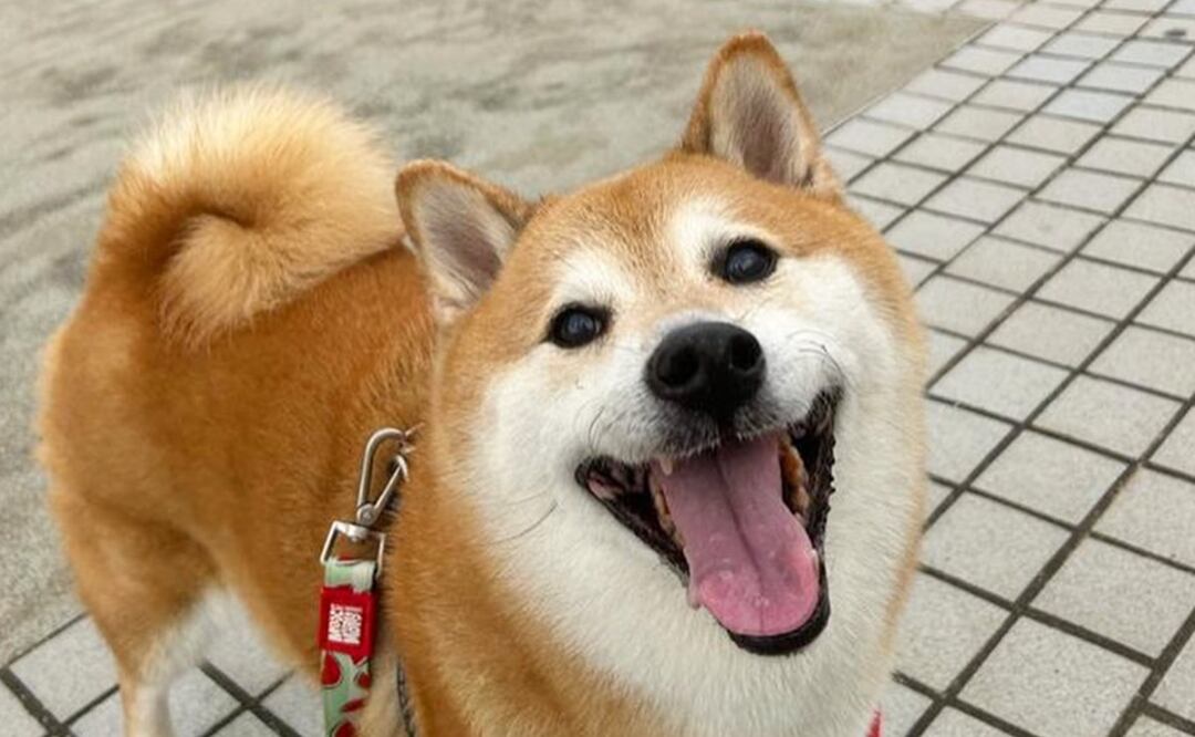 "Cheems", el perrito viral de los memes, sigue enfermo pero muestra mejorías compartió su dueña. / Foto: Instagram