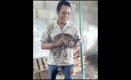 Autoridades ambientales resguardan a ocelote rescatada por campesino en Chiapas
