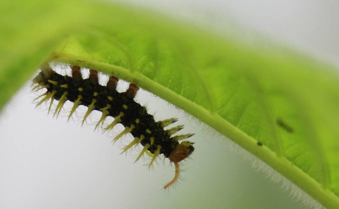 A pesar de conocer los principales agentes implicados en la regulación de este proceso, hasta ahora no se conocía cómo interactuaban. Foto: Archivo