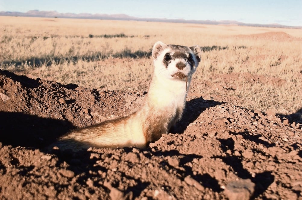 El hurón de patas negras (Mustela nigripes) es un mamifero de la familia de las comadrejas (CORTESÍA DOCTOR PACHECO)
