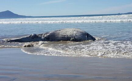Retiran y sepultan a ballena varada