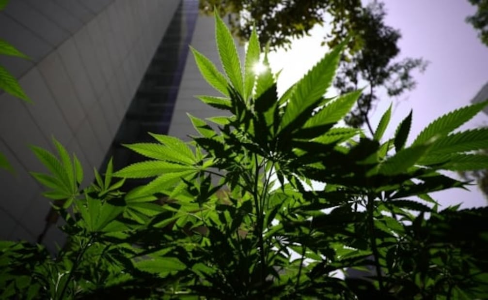 La marihuana reduce riesgo de contagiarte de Covid-19, según estudio