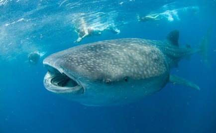 Nada con el pez más grande del planeta