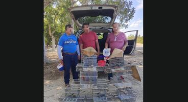Detienen a tres hombres con aves en peligro de extinción en carretera de Dzidzantún, Yucatán