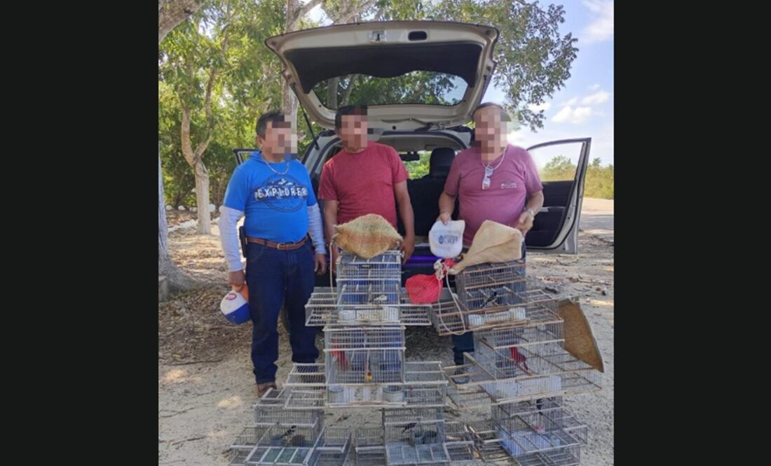 Detienen hombres con aves en peligro de extinción en Yucatán. Fotos Especial