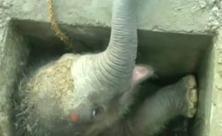 Rescatan a bebé elefante que se rompió una pierna 