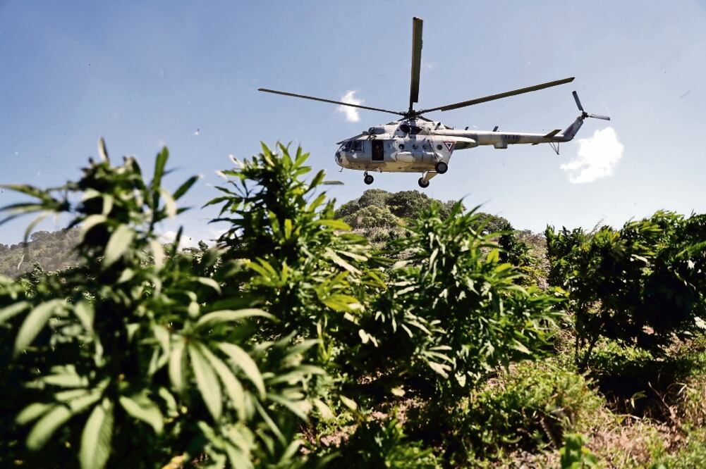 Los menores se enferman por la exposición a químicos que grupos del narcotráfico usan en el cultivo de marihuana y amapola, advirtió una ONG. (ARCHIVO EL UNIVERSAL)