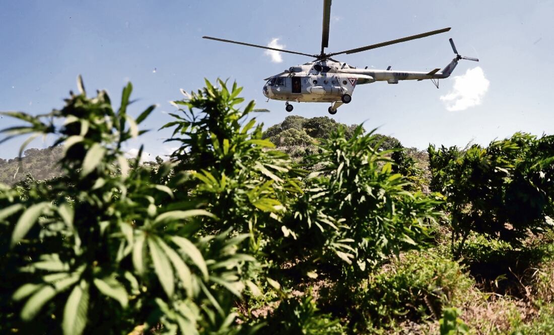 Los menores se enferman por la exposición a químicos que grupos del narcotráfico usan en el cultivo de marihuana y amapola, advirtió una ONG. (ARCHIVO EL UNIVERSAL)
